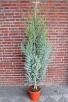 Cupressus ariz. 'Glauca'