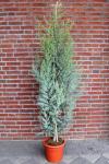 Cupressus ariz. 'Glauca'