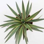 Yucca gloriosa 'Variegata'