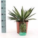 Yucca gloriosa 'Variegata'