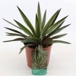 Yucca gloriosa 'Variegata'