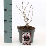 Prunus incisa 'Kojou-no-mai'
