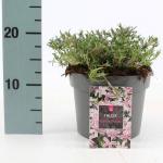 Phlox (S) Candy Stripes