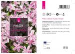 Phlox (S) Candy Stripes