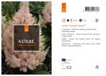Astilbe Younique Salmon