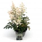Astilbe Easy Listening