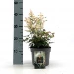 Astilbe Easy Listening