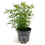 Agastache 'Blue Fortune', leverbaar