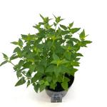 Agastache 'Blue Fortune', leverbaar
