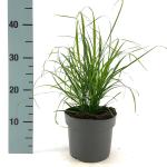 Calamagrostis brachytricha