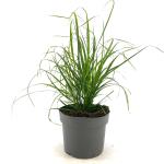 Calamagrostis brachytricha