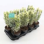 Euonymus jap. 'White Spire'