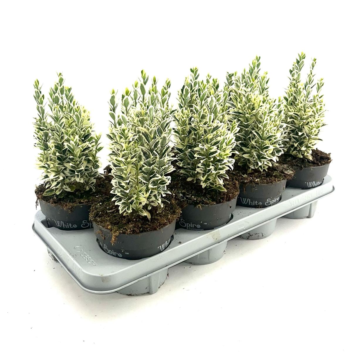 Euonymus jap. 'White Spire'