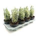 Euonymus jap. 'White Spire'