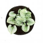 Brunnera macr. 'Jack Frost'