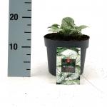 Brunnera macr. 'Jack Frost'