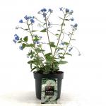 Brunnera macr. 'Jack Frost'