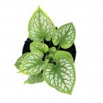 Brunnera macr. 'Jack Frost'