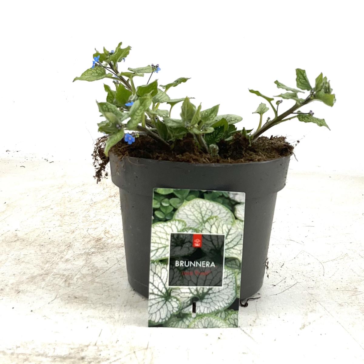 Brunnera macr. 'Jack Frost'