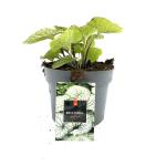 Brunnera macr. 'Jack Frost'