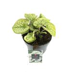 Brunnera macr. 'Jack Frost'