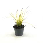 Carex elata 'Aurea'