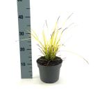 Carex elata 'Aurea'
