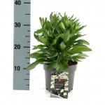Leucanthemum (S) 'Madonna'