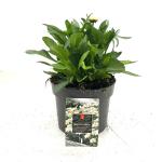 Leucanthemum (S) 'Madonna'