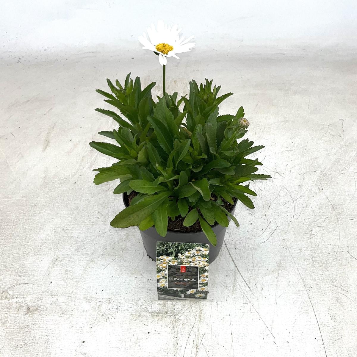 Leucanthemum (S) 'Madonna'