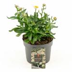 Leucanthemum (S) 'Madonna'