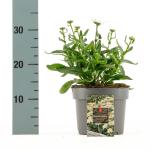 Leucanthemum (S) 'Madonna'