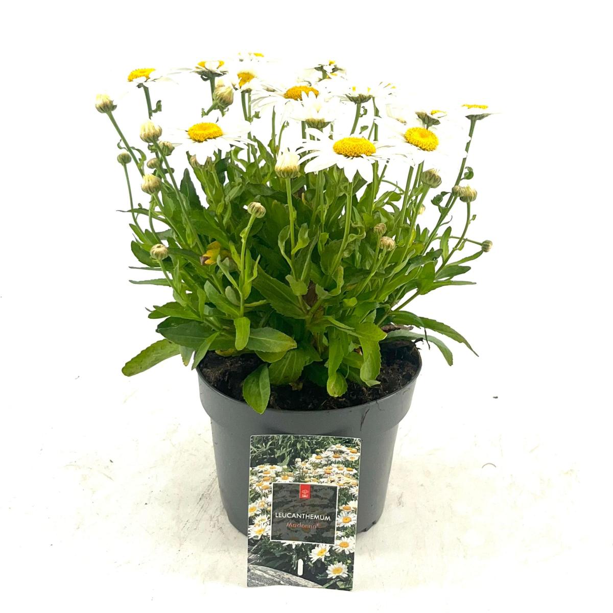 Leucanthemum (S) 'Madonna'