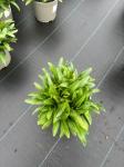 Leucanthemum (S) 'Madonna'