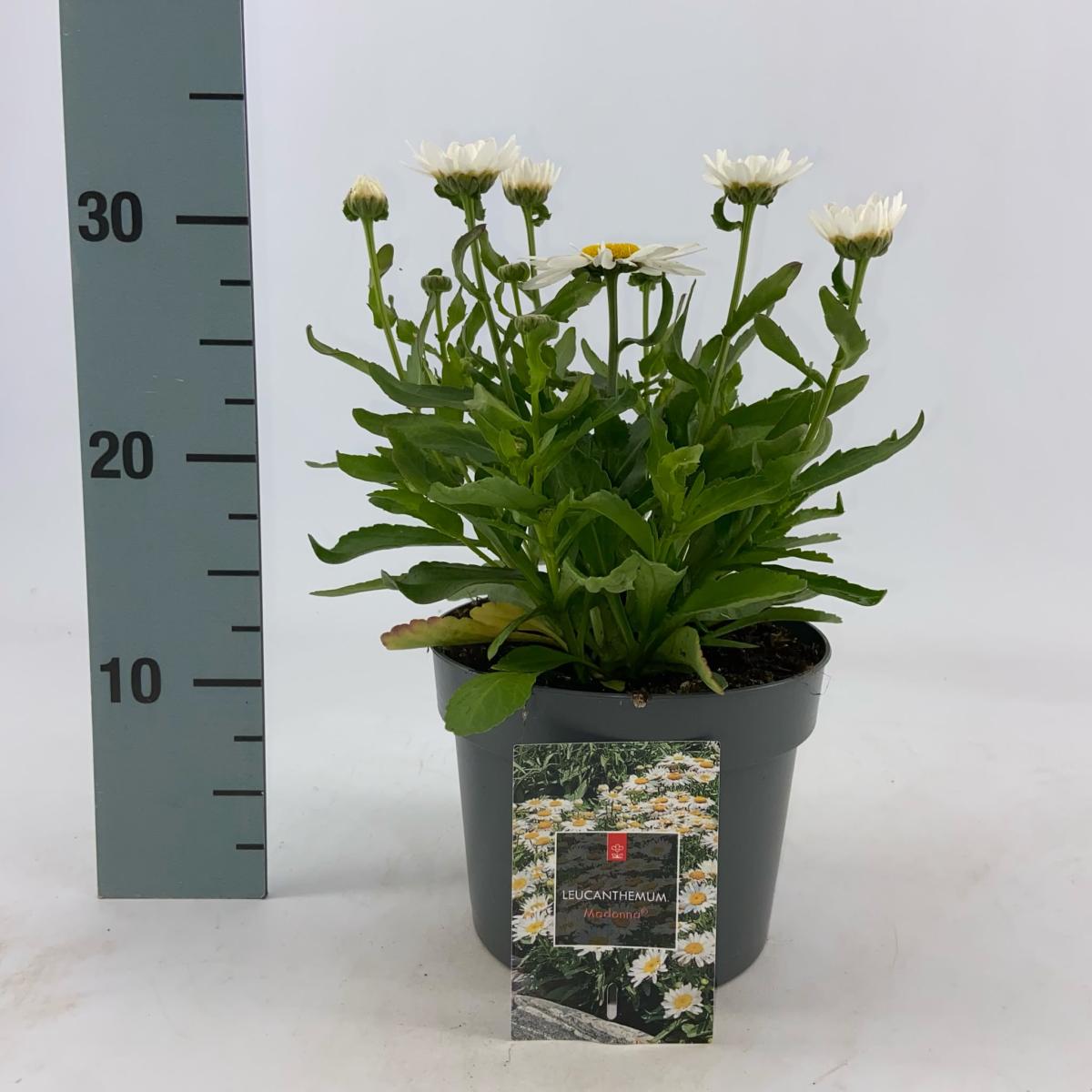 Leucanthemum (S) 'Madonna'
