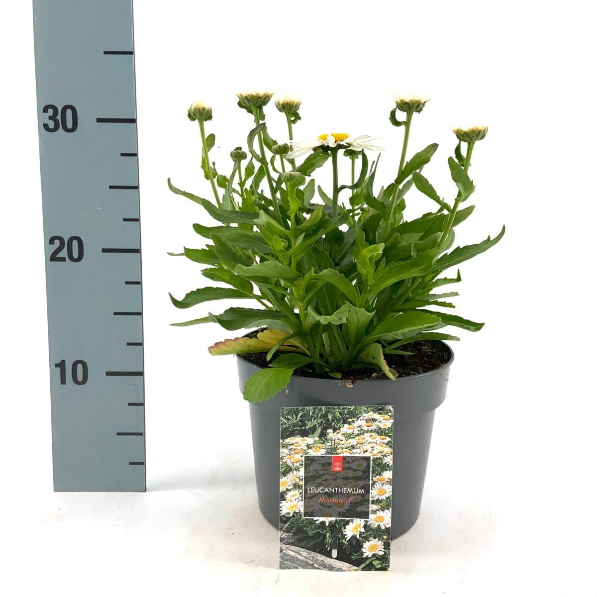 Leucanthemum (S) 'Madonna'