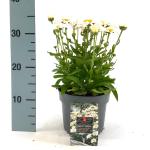 Leucanthemum (S) 'Madonna'