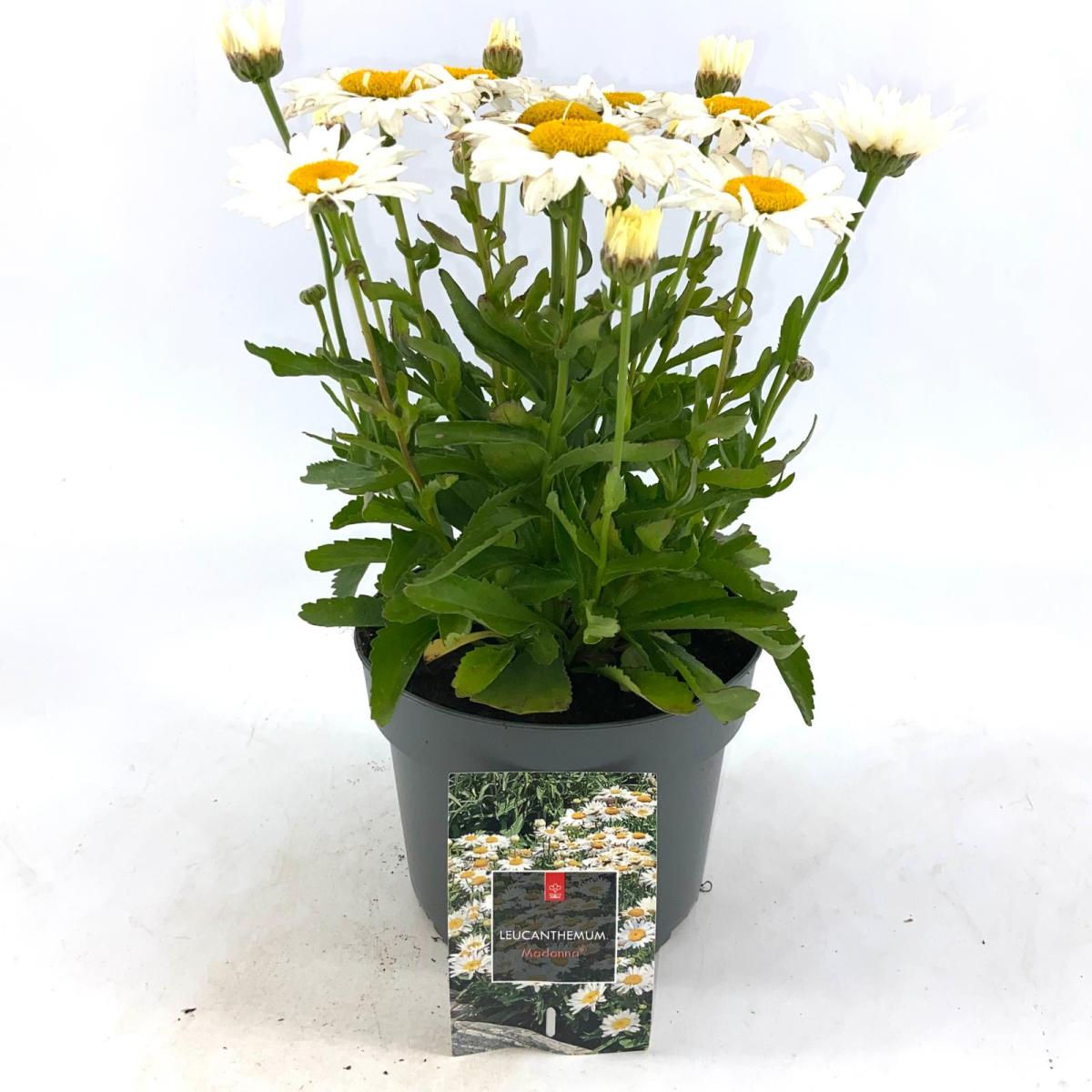 Leucanthemum (S) 'Madonna'