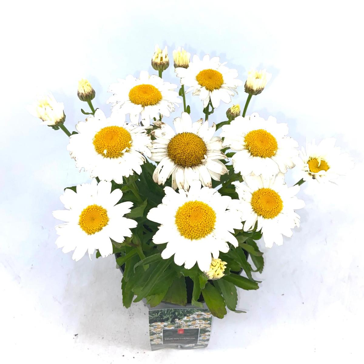 Leucanthemum (S) 'Madonna'