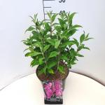 Buddleja d. 'Pink Delight'