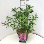 Buddleja d. 'Pink Delight'
