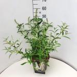 Buddleja d. 'White Profusion'
