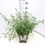 Buddleja d. 'White Profusion'