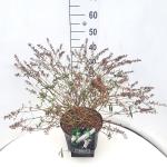 Buddleja Free Petite Snow White