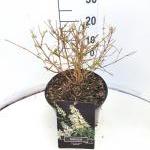 Buddleja Free Petite Snow White