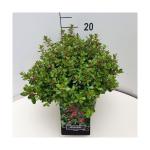 Escallonia 'Red Dream'