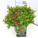 Escallonia 'Red Dream'