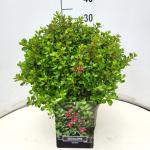 Escallonia 'Red Dream'