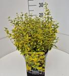 Euonymus fort. 'Emerald 'n' Gold'