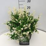 Euonymus fort. 'Harlequin'